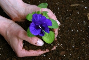 Transplanting a pansy.