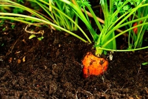 Home-grown organic carrot.