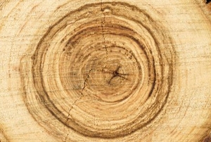 Tree stump from above
