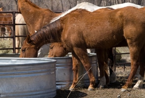 Horses drink water from a stock tank.