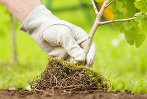 gloved hand planting small tree