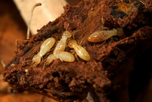 Termites in the mulch.