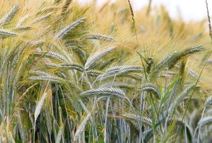 healthy wheat plants packed with edible kernels