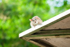 rodent on a roof