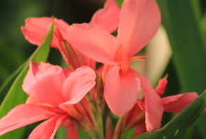 pink canna lily