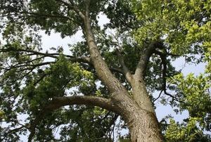 hickory trees