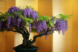 wisteria plant in an indoor planter