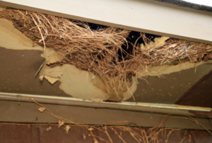 a nest in the eaves.
