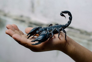 A large scorpion sitting in the palm of a person's hand.