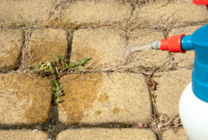 weeds growing between paver stones
