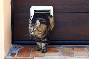 A pet door.