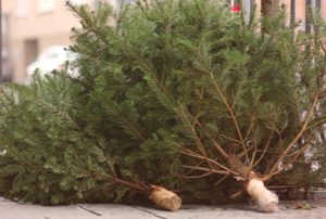 Christmas trees piled on a sidewalk