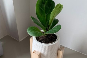 small plant with large leaves in an indoor pot in a corner