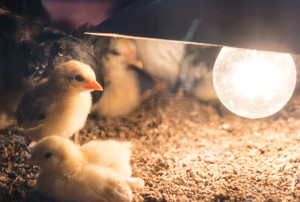 chicken coop with light and chicks