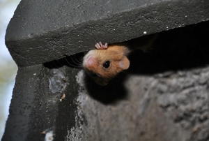 A mice peeking out from a a shelf.