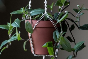 potted plant in macrame hanger