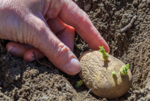 hand planting a sprouting potato