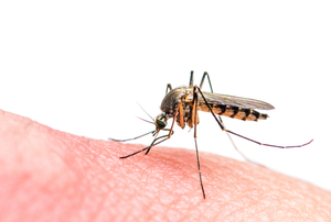 A close up on a mosquito.