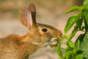A wild rabbit chewing on plants in the garden.