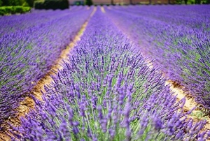Rows of lavender.