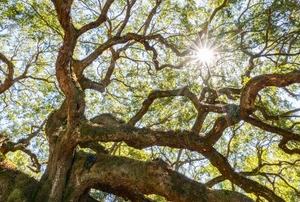 A black cherry tree.