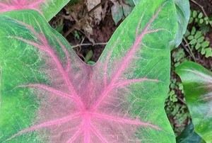 pink and yellow caladium leaves