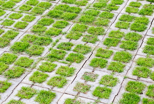 grass paver surface with green growing through