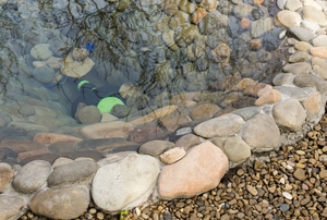 rock-lined edge of a backyard pond