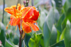 orange canna lily flower