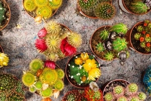 a table of different, small cactus plants
