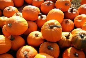 A pile of pumpkins, waiting to become decorations.