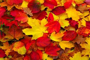 Red and yellow fall leaves on the ground.