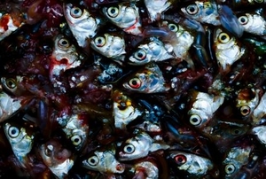 Fish heads ready to fertilize.
