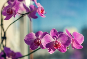 Orchids by a window.