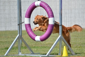 dog jumping through playground hoop