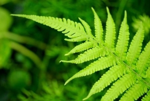 Cool green fern growing in a shady garden.