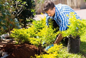 A man planting shrubs.