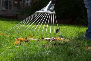 A rake cleaning up leaves on grass. 