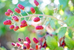 Raspberry Bushes: How And When To Prune Them