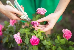 A gardener pruning off dead pink flowers from a bush.