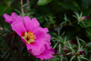 Moss rose.