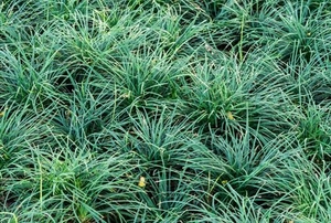 thick green grass
