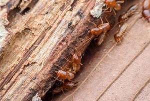 termites on wood