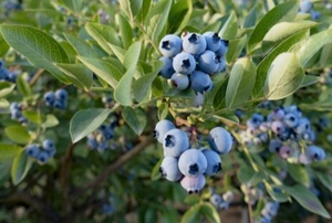 blueberry bush