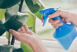 hands cleaning plant leaves with spray