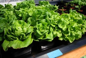 Lettuce crop growing without soil.