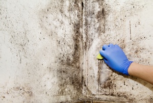 Black mold mildew.