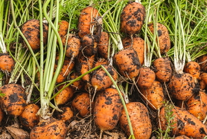 compact carrots out of dirt