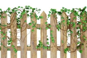 wooden garden picket fence with vines growing on it