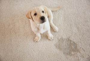 A dog next to an accident on carpet.